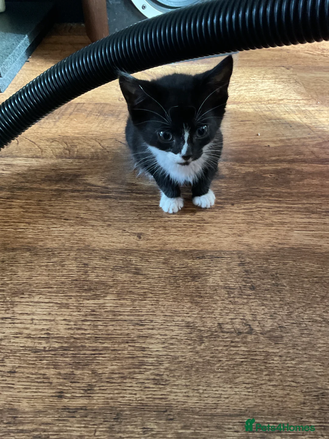 Domestic Shorthair cats for sale: Cute tabby and back and white kittens - Advert 10