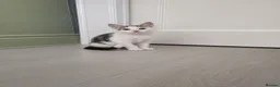Mixed Breed cats for sale: 3 kittens available for loving homes - Advert 3