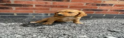 Cockapoo dogs for sale: cockapoo puppies - Advert 7