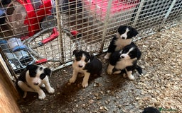 Border Collie dogs for sale: Border collie puppies  - Image 3