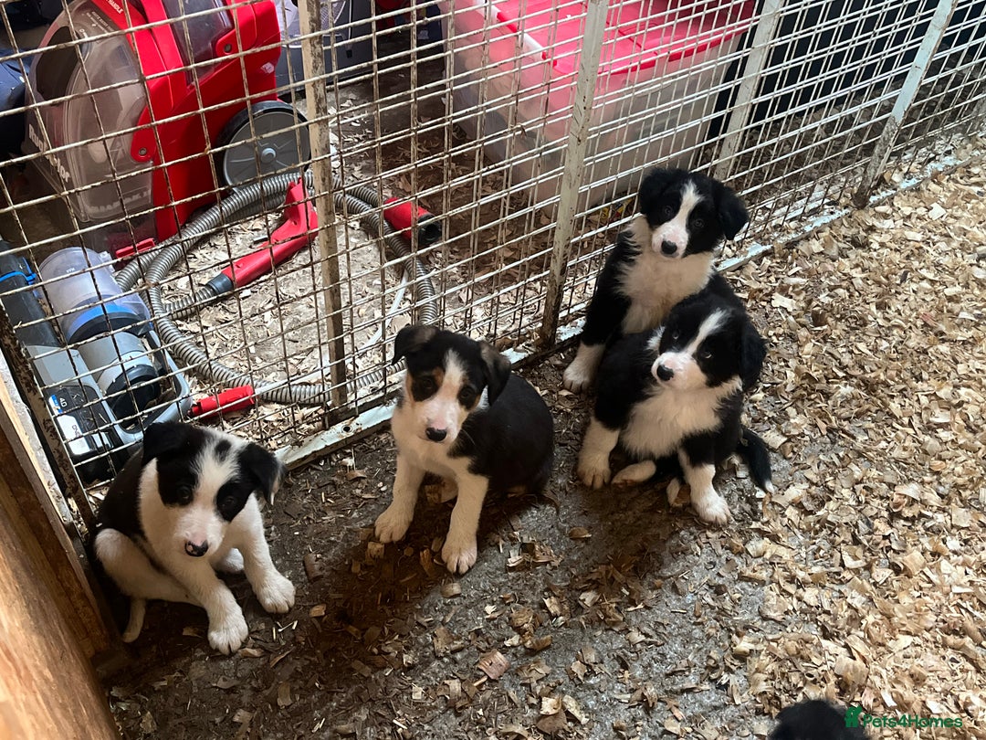Border Collie dogs for sale: Border collie puppies  - Image 3