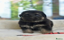 German Shepherd dogs for sale: 5 Generation KC - straight backed GSD puppies  - Image 17