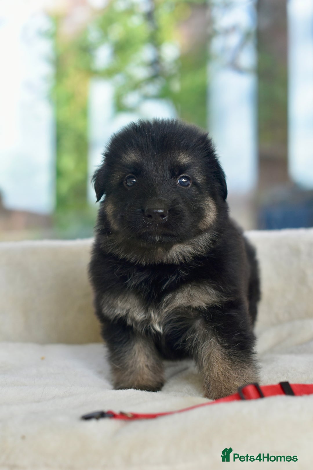 German Shepherd dogs for sale: 5 Generation KC - straight backed GSD puppies  - Image 17