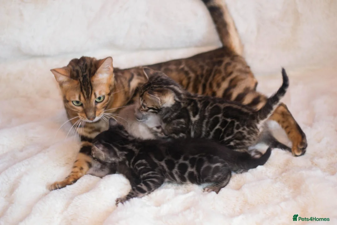 Bengal cats for sale: Beautiful Brown Bengal Boys - TICA Registered - Advert 2