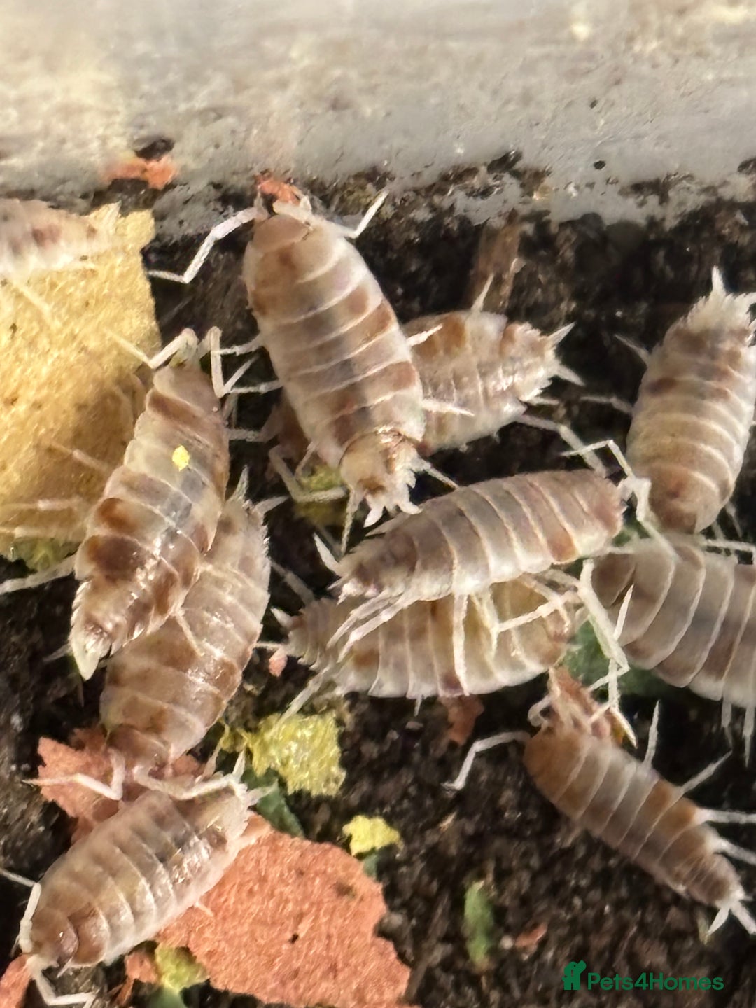 Isopods invertebrates for sale: Mixed types Isopods available Ridgeback Rollers  - Advert 3