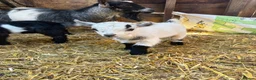 Goats livestock for sale: 4 Pedigree registered Pygmy goats  - Advert 4