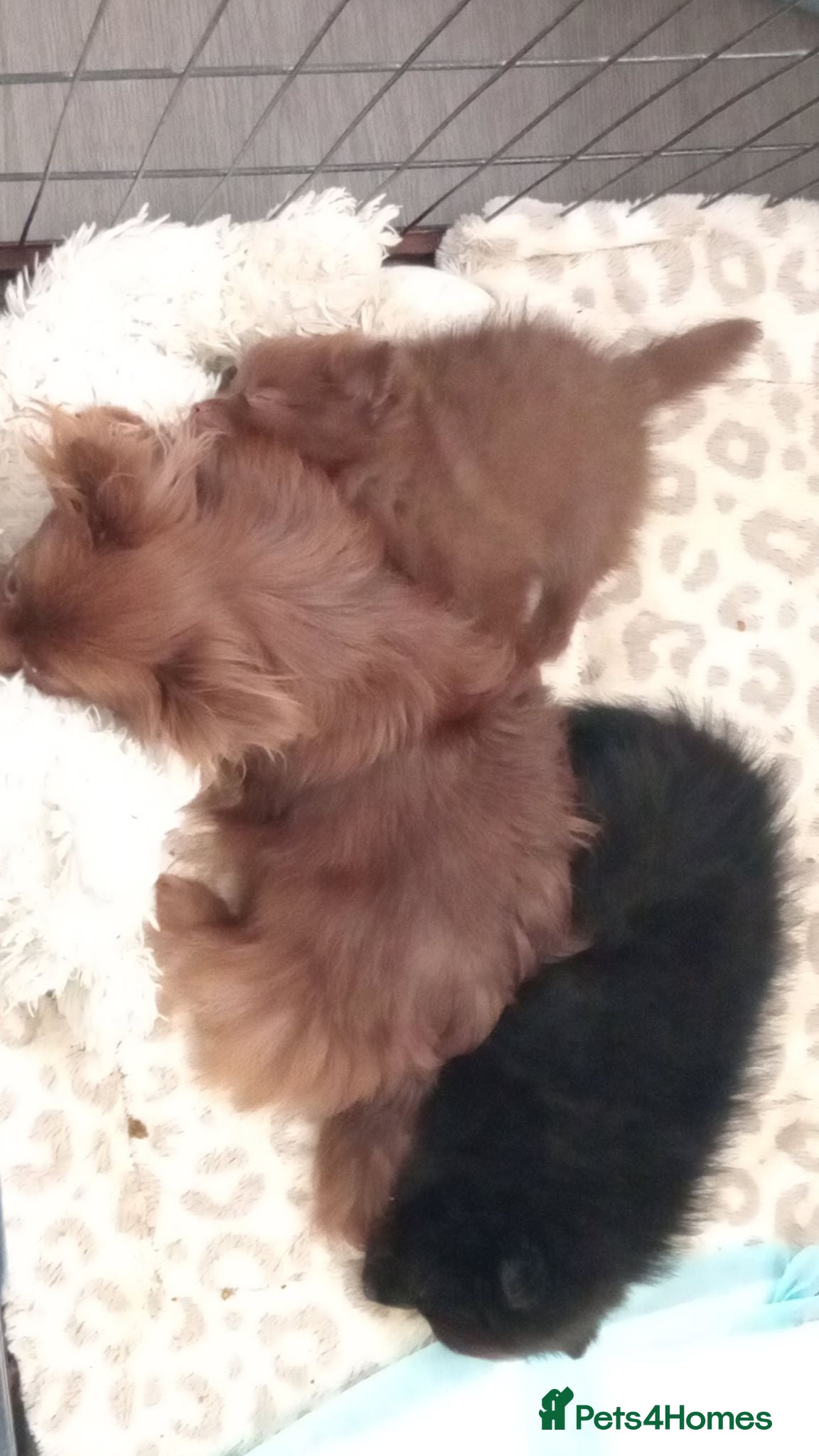 Pomchi dogs FLUFFY BEAR POM - Advert 1