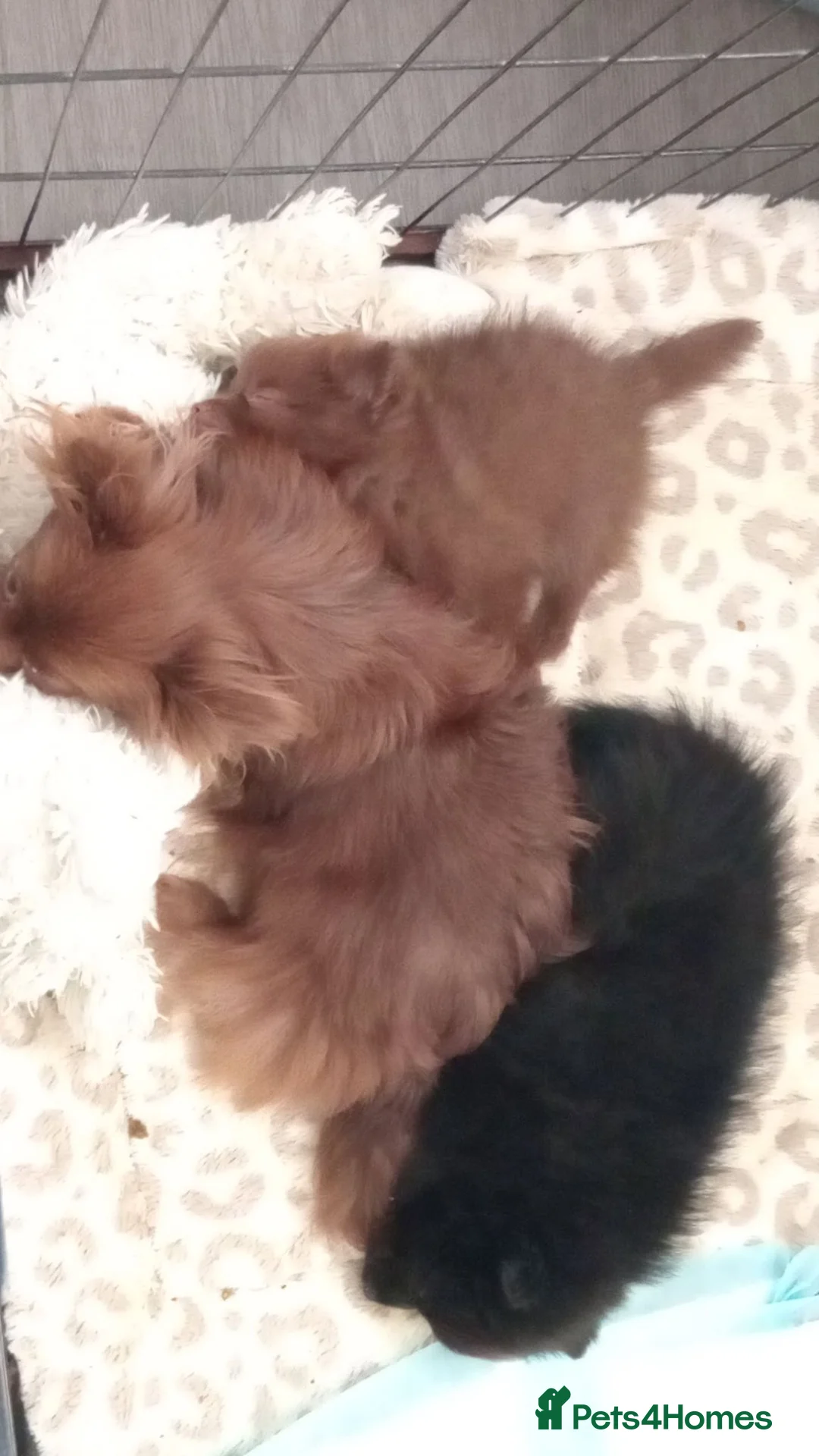 Pomchi dogs for sale: FLUFFY BEAR POM - Advert 1