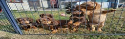 Cocker Spaniel dogs for sale: Quality Working Cocker Dog Pups - Advert 5