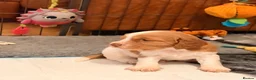 Cocker Spaniel dogs for sale: Beautiful Working Cocker Spaniel Puppies 🐾 - Advert 11