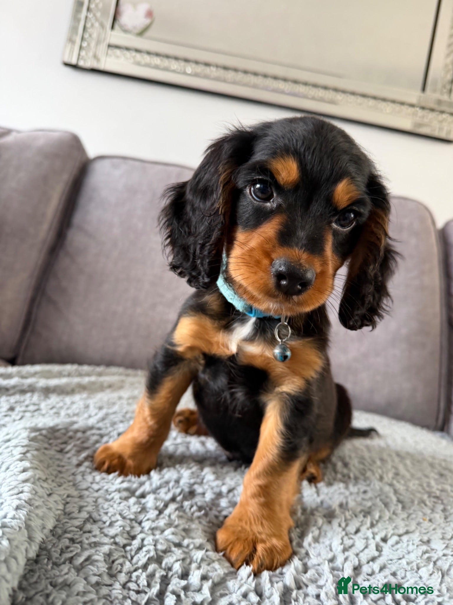 Cocker Spaniel dogs LAST BLACK & TAN COCKER SPANIEL BOY READY NOW - Advert 1