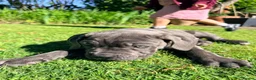 Cane Corso dogs for sale: Cane Corso puppies (1 female left)  - Advert 4