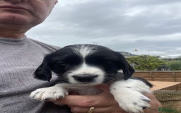 English Springer Spaniel dogs for sale: English springer spaniels  - Image 4