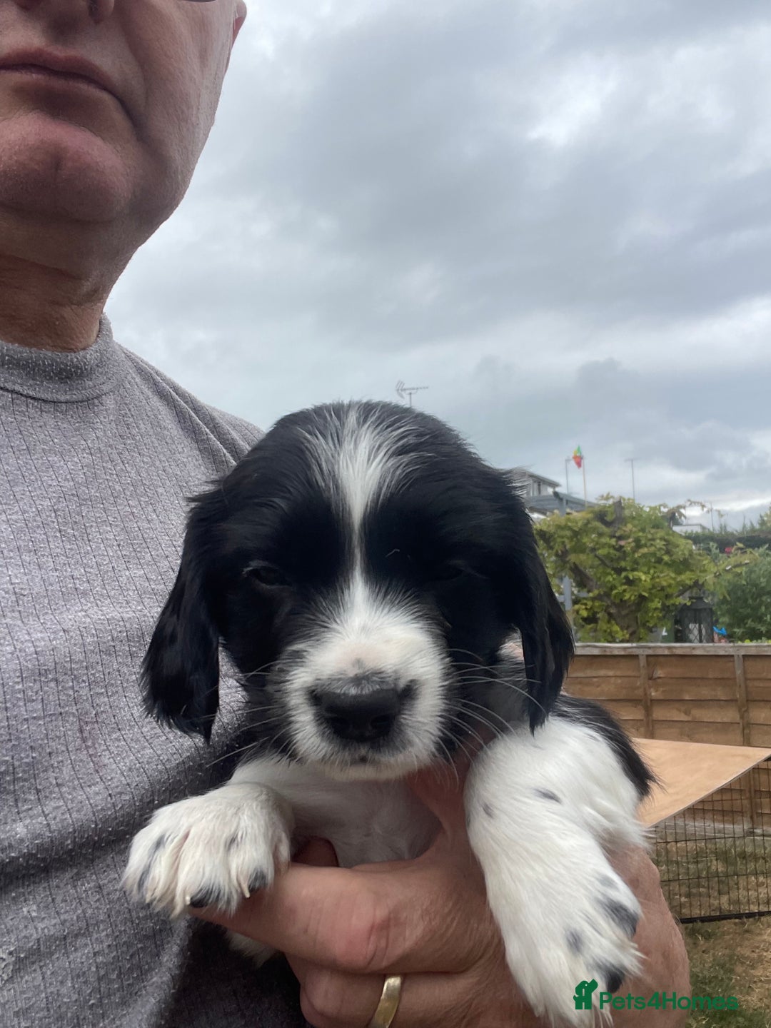 English Springer Spaniel dogs for sale: English springer spaniels  - Image 4
