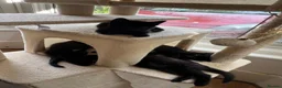 Mixed Breed cats for sale: Mixedbreed black kittens - Advert 6