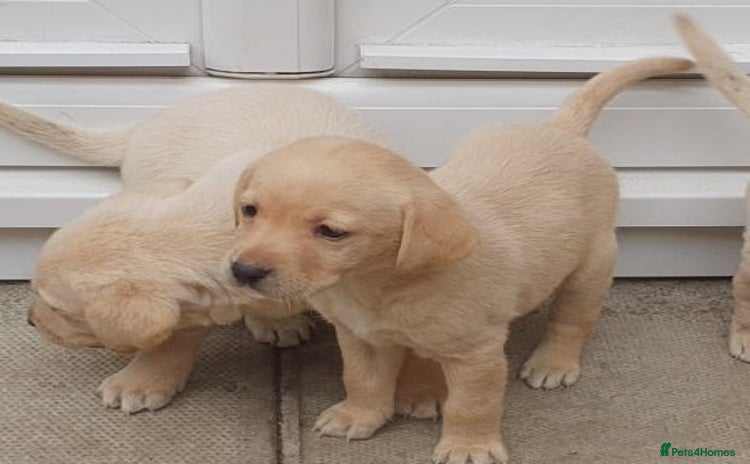 Labrador Retriever dogs for sale - Advert 1