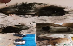 Guinea Pig rodents for sale: 4 Guinea pigs boys and girls  - Image 1