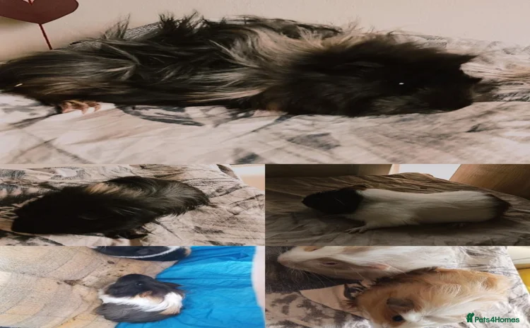 Guinea Pig rodents for sale - Advert 1