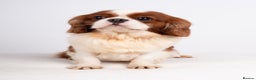 Cavalier King Charles Spaniel dogs for stud: KC EXCEPTIONAL IMPORTED HEALTH TESTED CAV STUD  in Hoddesdon - Advert 6