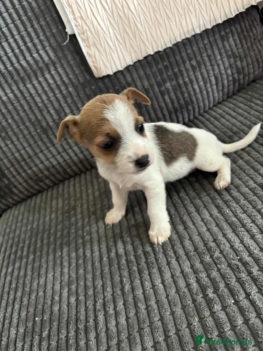 Jack Russell dogs for sale: Jack russle puppies ready to go !  - Image 2