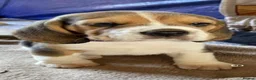 Beagle dogs for sale: kc reg pups ready NOVEMBER  - Advert 18