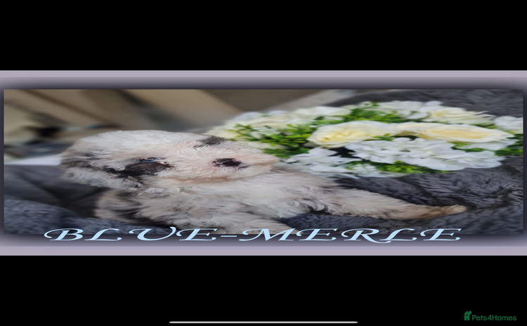 Sheepadoodle dogs - Advert 1