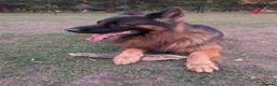 German Shepherd dogs for stud: The Gold Standard in GSD Studs in Northampton - Advert 6