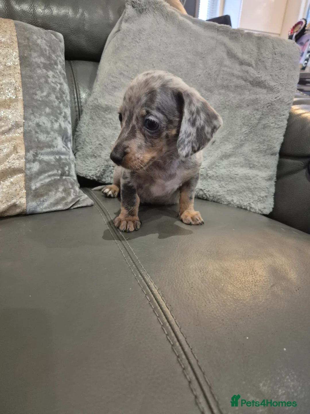 Miniature Dachshund dogs for sale: KC Dachshund Boys - Ready Now - Advert 5