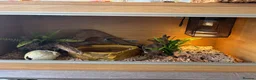 Corn Snake reptiles for sale: Gorgeous Cinder Corn Snake and full set up in Andover - Advert 8