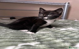 Mixed Breed cats for sale: Beautiful kitten looking for a new home - Image 1