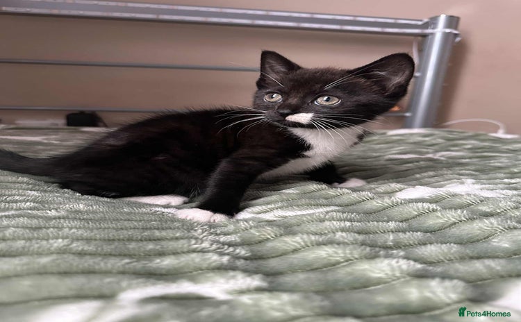 Mixed Breed cats - Advert 2