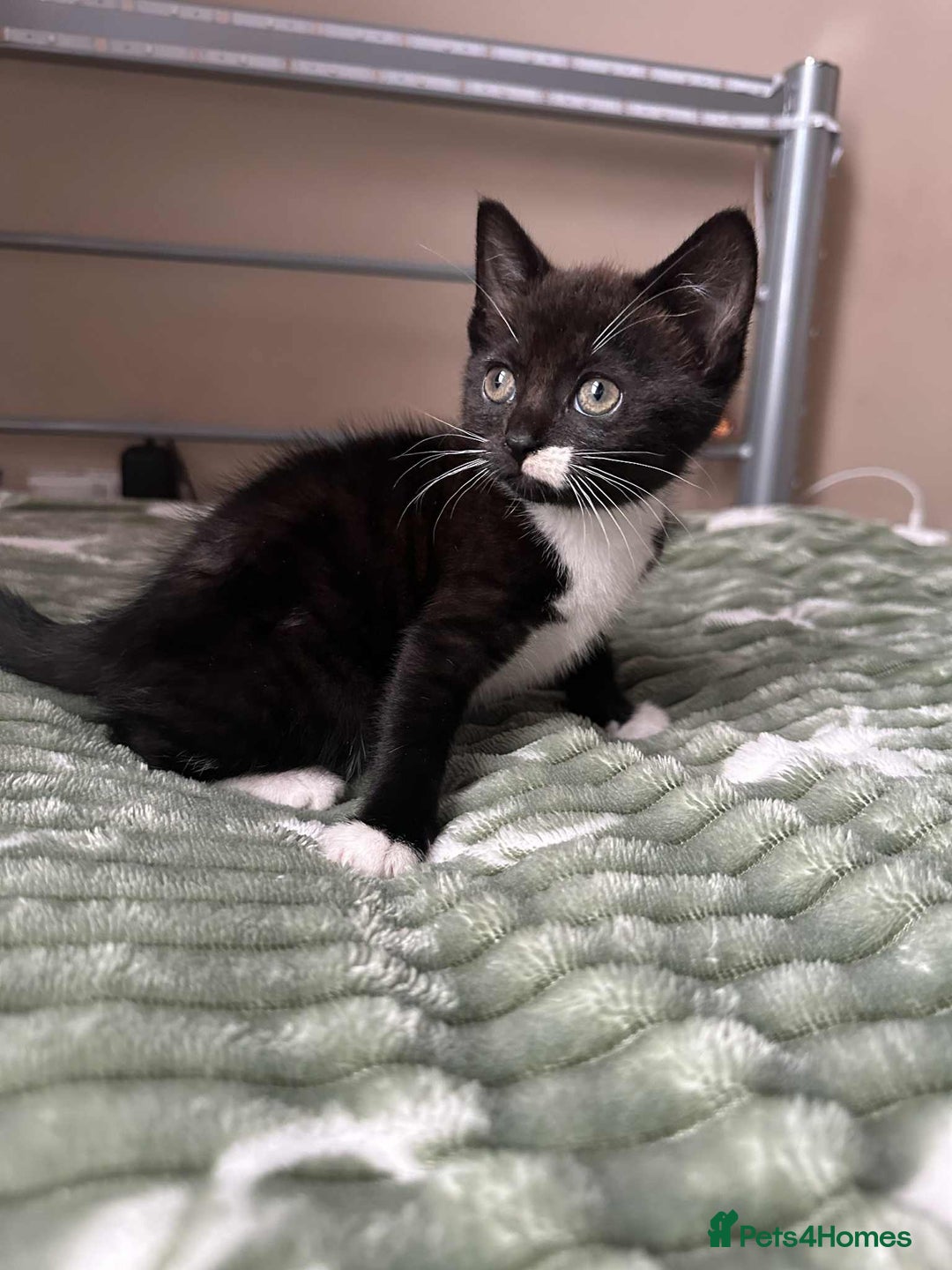 Mixed Breed cats for sale: Beautiful kitten looking for a new home - Image 1