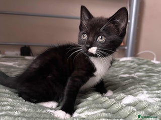 Mixed Breed cats - Advert 27