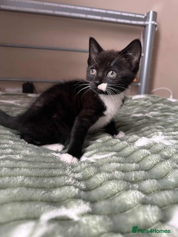 Mixed Breed cats - Advert 2