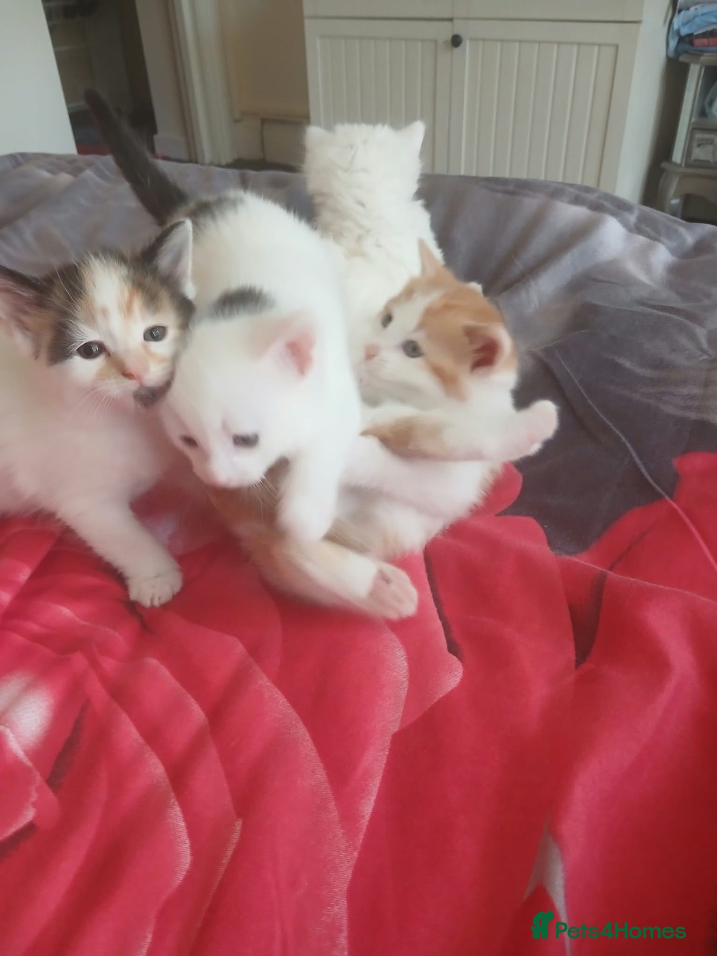 Mixed Breed cats Famale and male cats for sale  - Advert 1