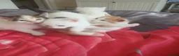 Mixed Breed cats for sale: Famale and male cats for sale  in Newport - Advert 1