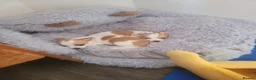 Jack Chi dogs for sale: 3 beautifully puppies for sale in London - Advert 14