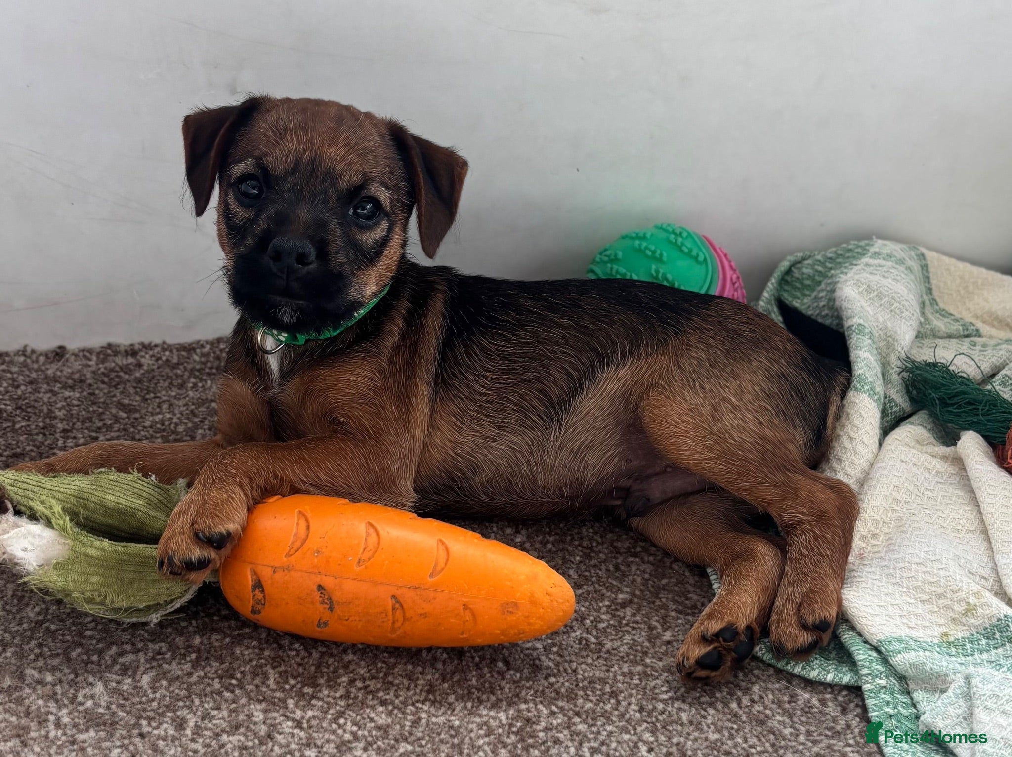 Mixed Breed dogs Beautiful BorderJack Puppies - Advert 1