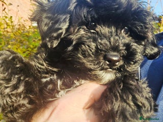 Shihpoo dogs Tiny⭐️⭐️ Shihpoo's ❤️ - Advert 6