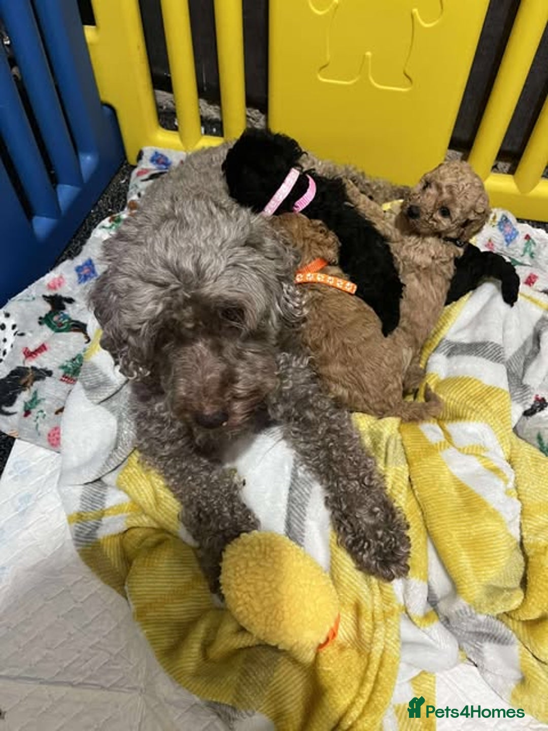 Miniature Poodle dogs for sale: Miniature Poodles!!! - Advert 11