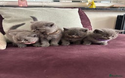British Shorthair cats for sale: pedigree GCCF kittens available in 2 weeks time! - Image 19