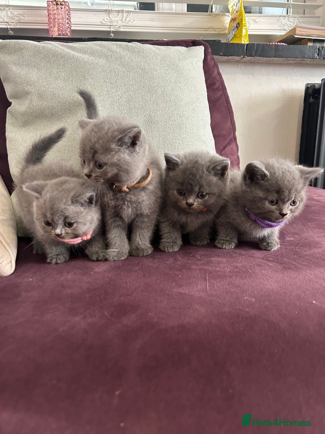 British Shorthair cats for sale: pedigree GCCF kittens available in 2 weeks time! - Image 19