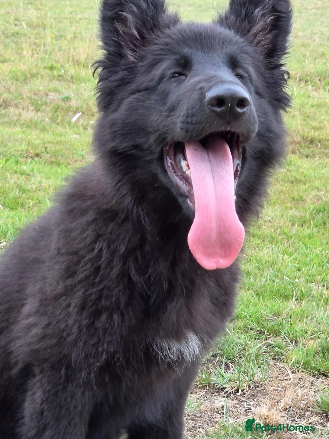German Shepherd dogs for sale: Dark German Shepherd Females - Image 1
