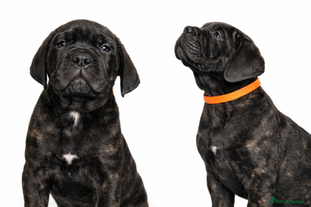 Cane Corso dogs for sale: Cane Corso Puppies – Champion European Lines - Advert 8