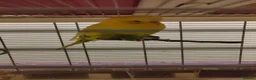 Finches birds for sale: Yellow male budgy - Advert 1