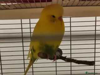 Finches birds Yellow male budgy - Advert 4