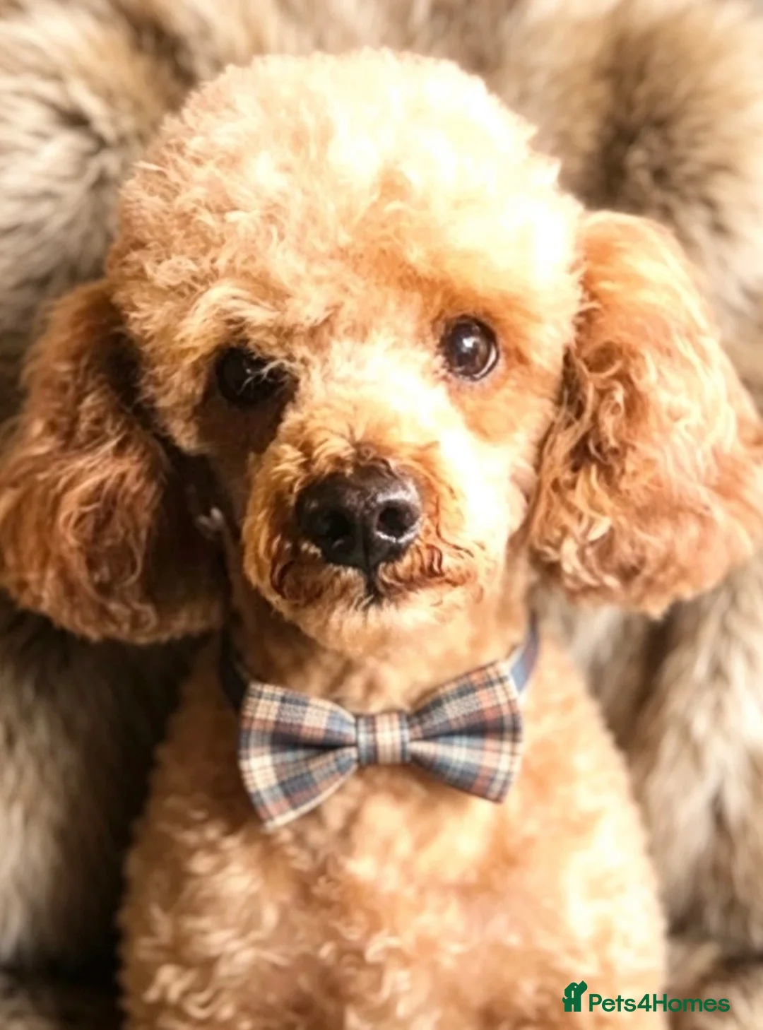 Toy Poodle dogs for stud: 🌟 HEALTH TESTED MED/SMALL BREED STUD DOGS   - Advert 2