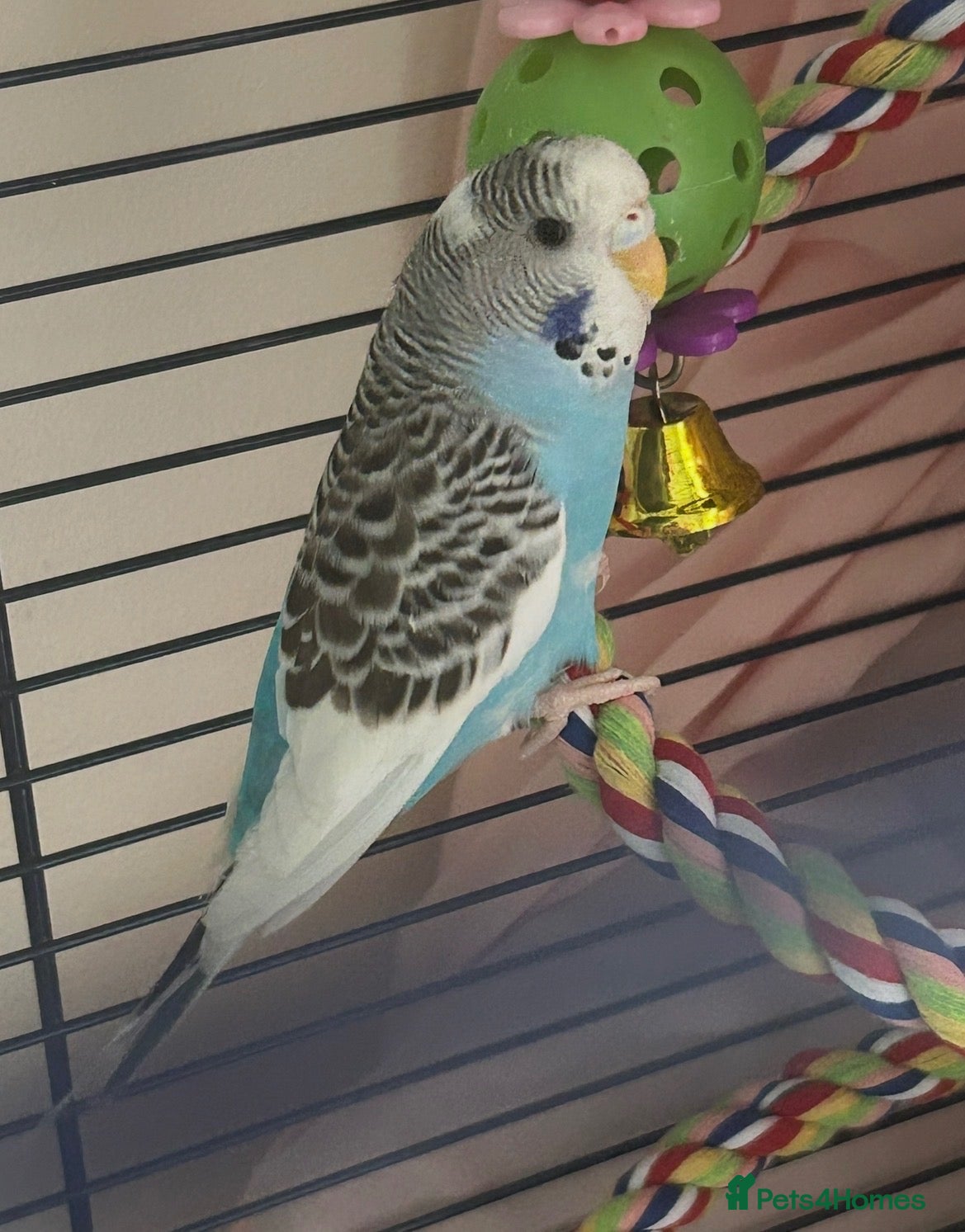 Budgerigars birds Female budgie for sale - Advert 2