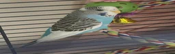 Budgerigars birds for sale: Female budgie for sale in Southampton - Advert 2