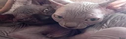Sphynx cats for sale: Beutiful sphynx Kittens  - Advert 9